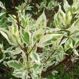 белый Элегантиссима_0x160 Любимый сад